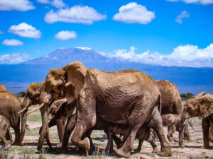Amboseli national park